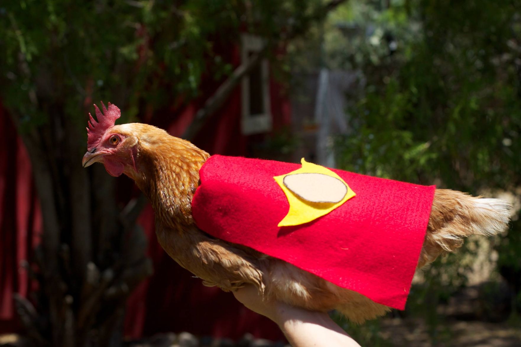 Readers show their chickens